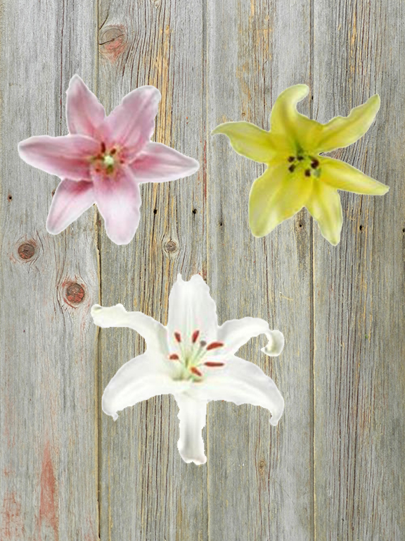 PINK, WHITE, & YELLOW   ASSORTED ORIENTAL LILIES